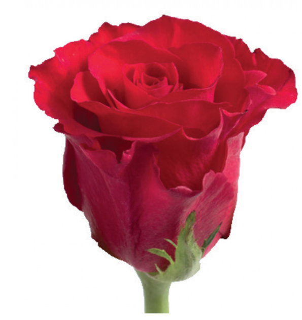 Pink Roses